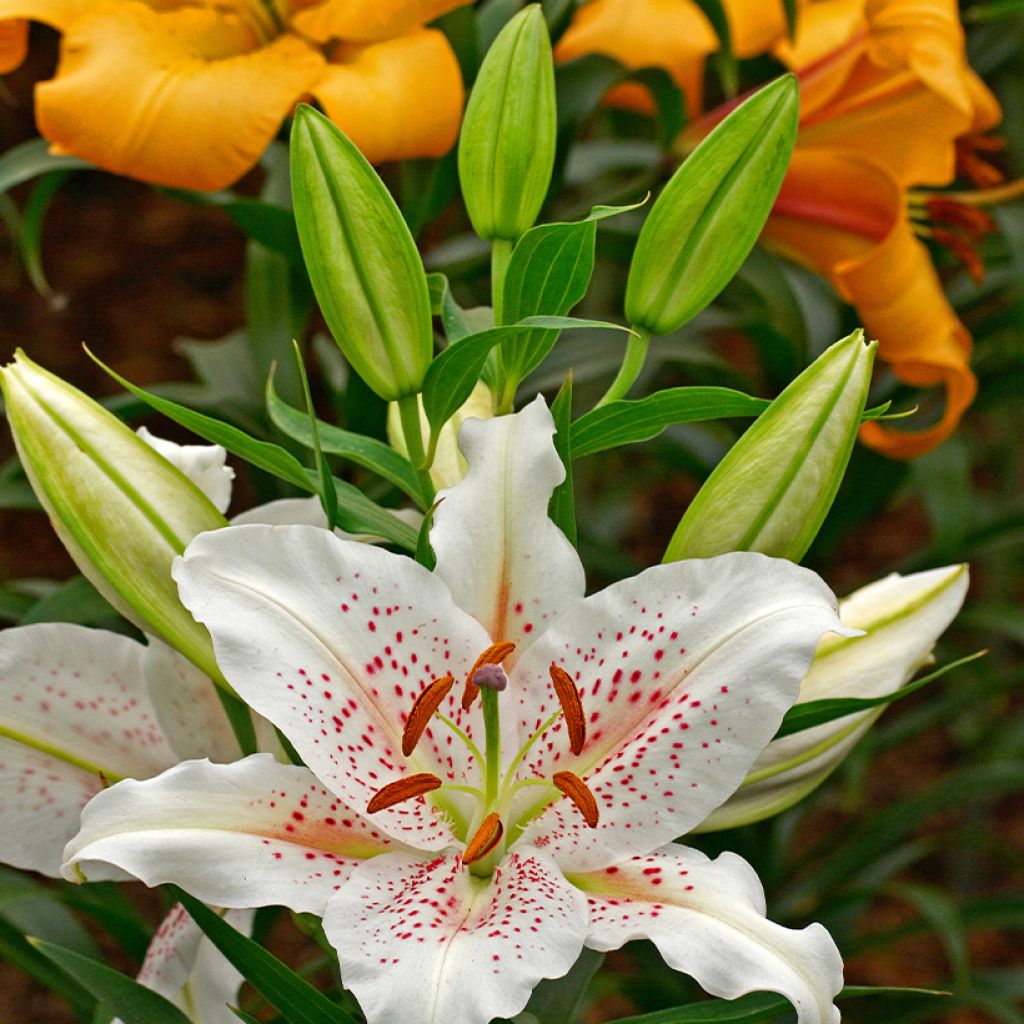 Lis trompette - Lilium Muscadet