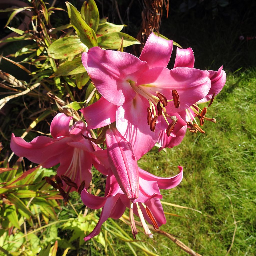 Lis trompette - Lilium Pink Perfection