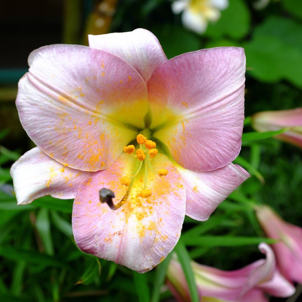 Lis trompette - Lilium Pink Perfection