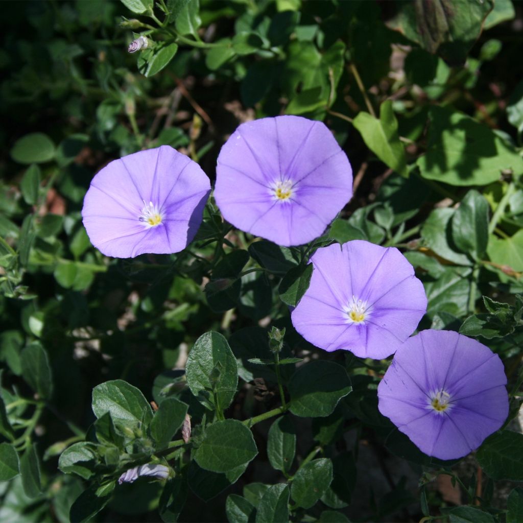 Liseron - Convolvulus sabatius Compacta