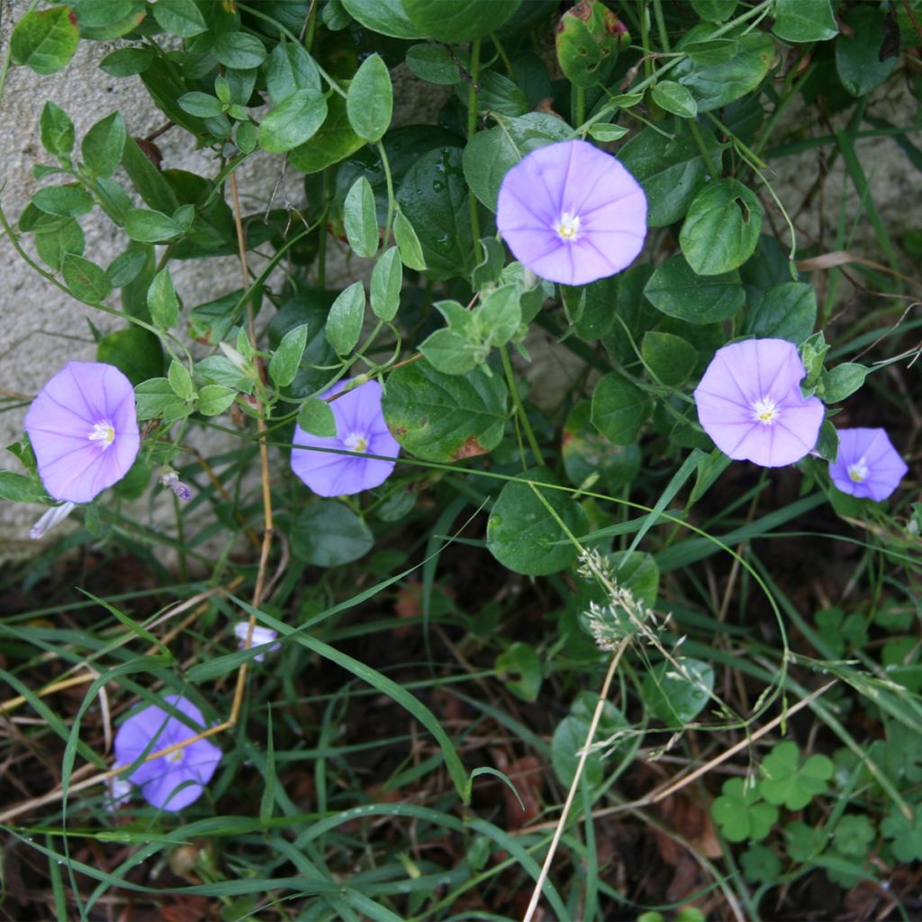 Convolvulus sabatius Compacta