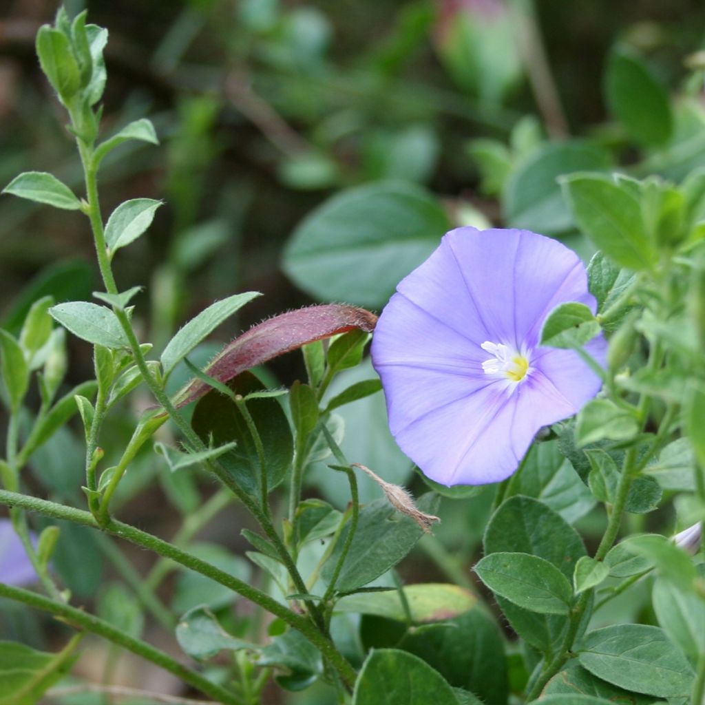 Convolvulus sabatius Compacta