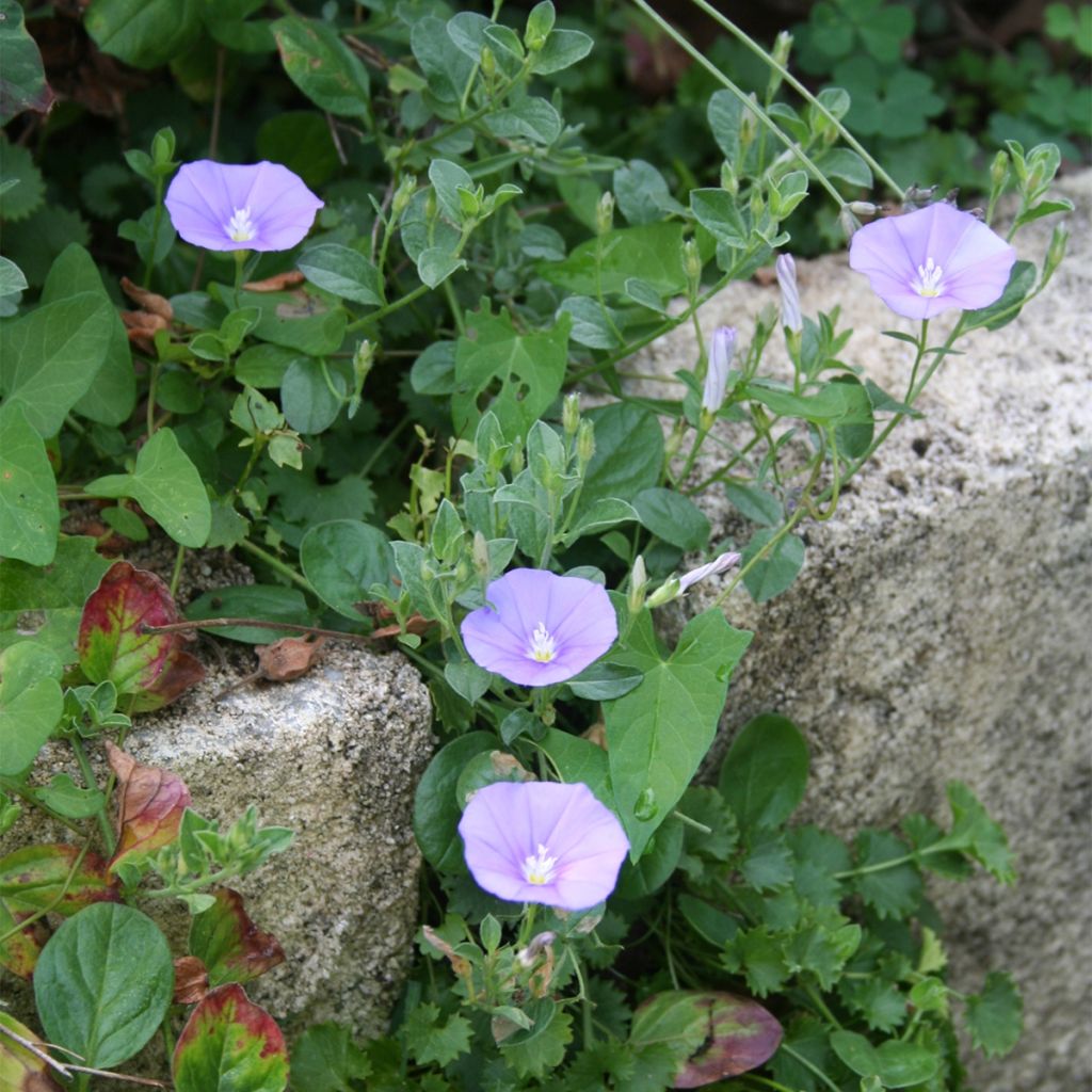 Convolvulus sabatius Compacta