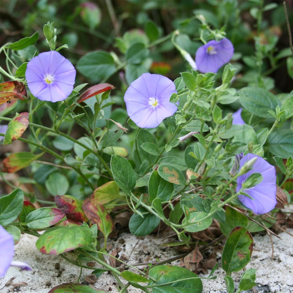 Convolvulus sabatius Compacta