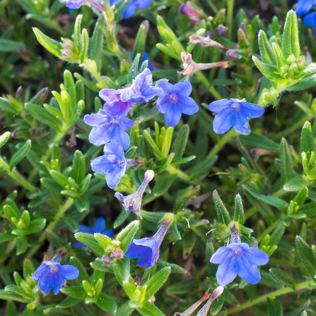 Carrasquilla azul - Lithodora diffusa Heavenly Blue