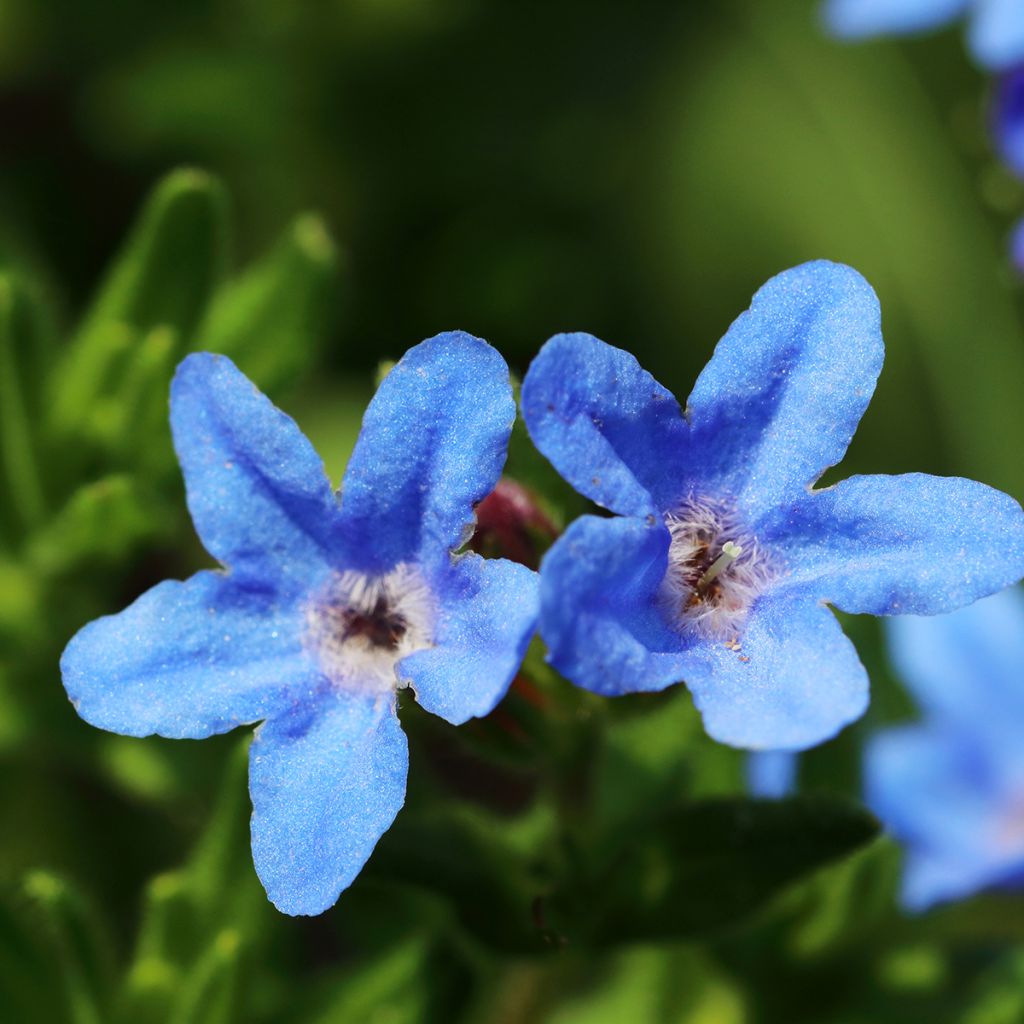 Carrasquilla azul - Lithodora diffusa Heavenly Blue