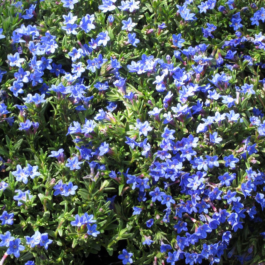 Carrasquilla azul - Lithodora diffusa Heavenly Blue