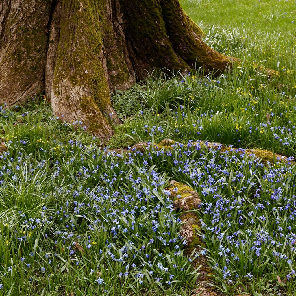 Carrasquilla azul - Lithodora diffusa Heavenly Blue