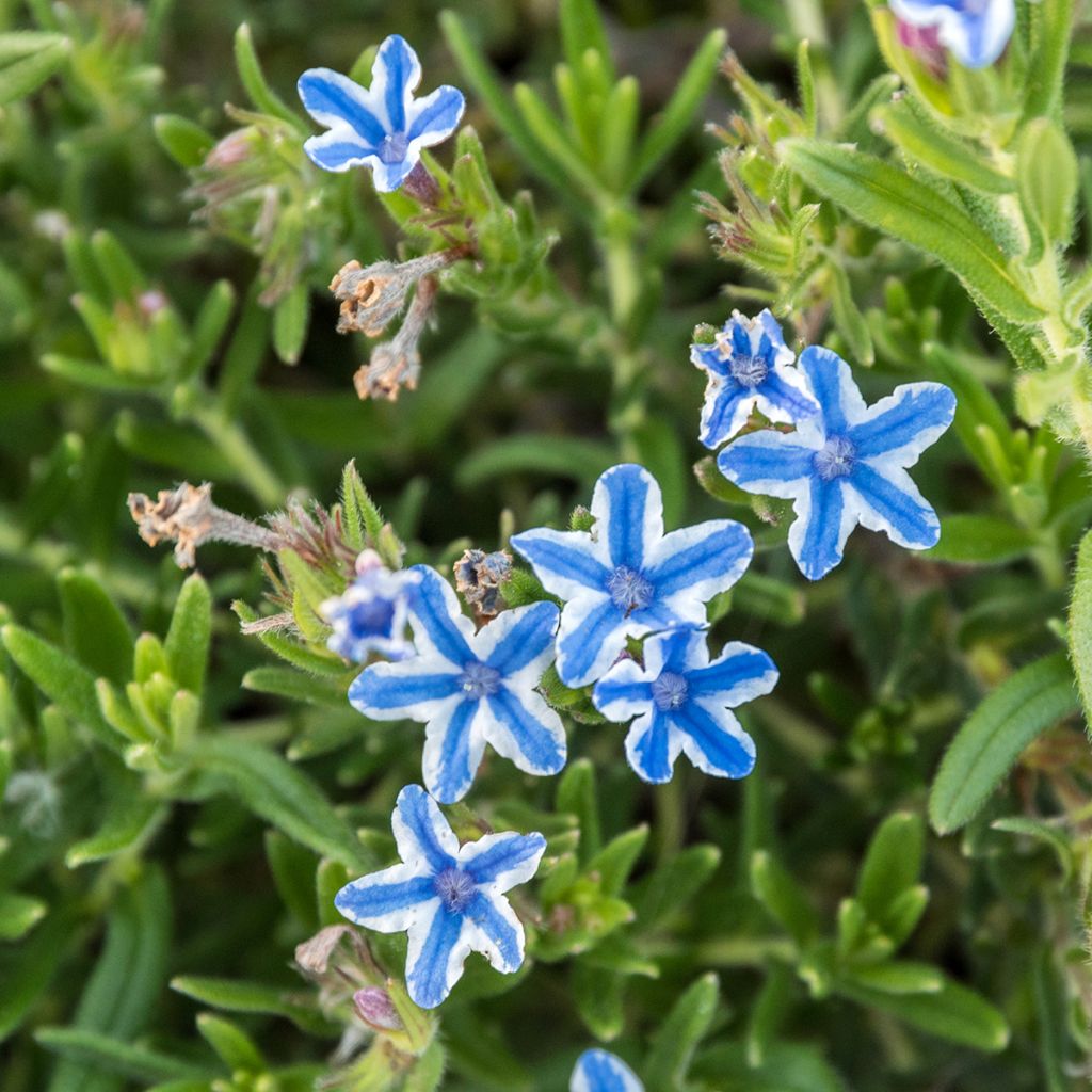 Carrasquilla azul - Lithodora diffusa Star