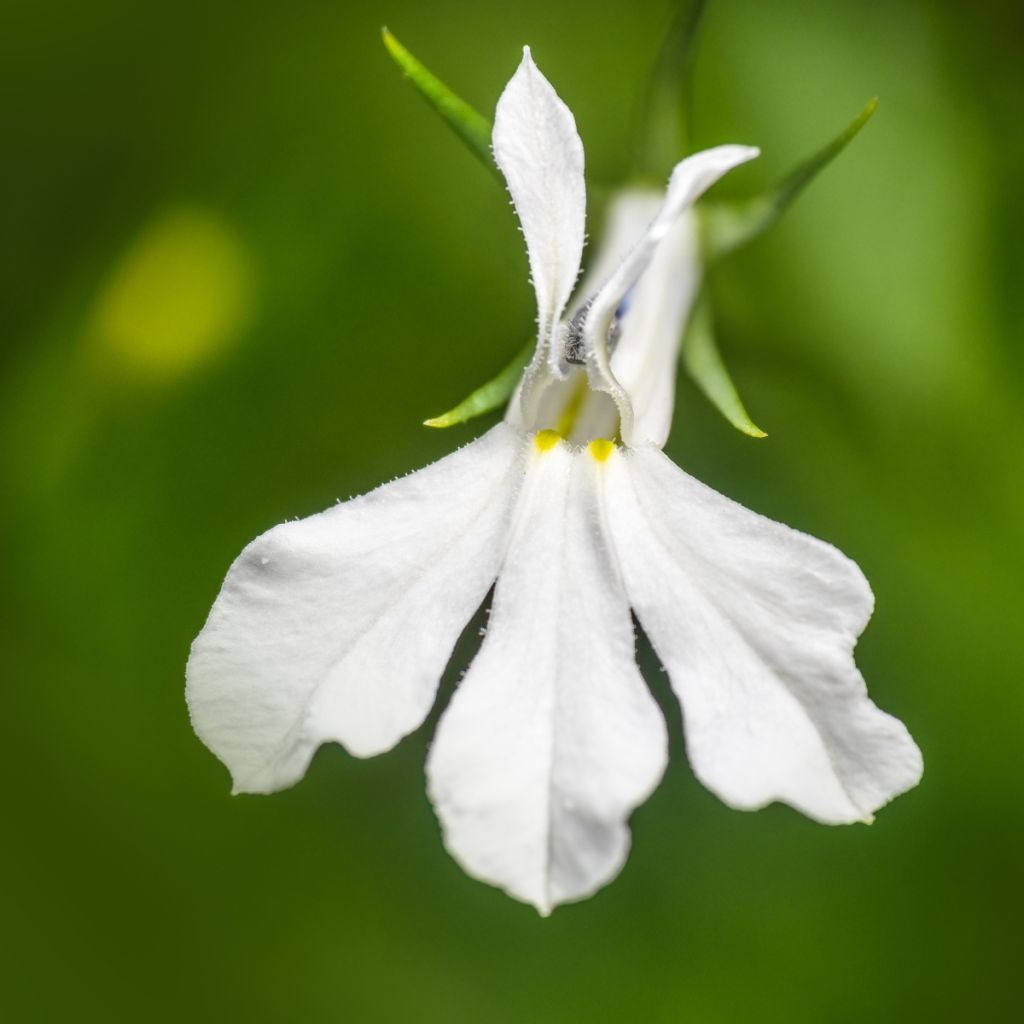 Lobelia erinus Anabel Snow White