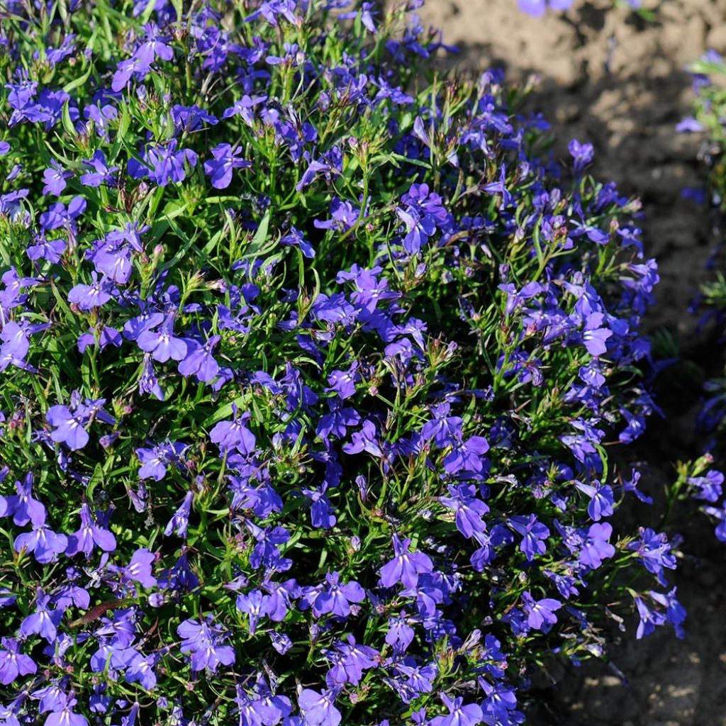 Lobelia erinus Crystal Palace