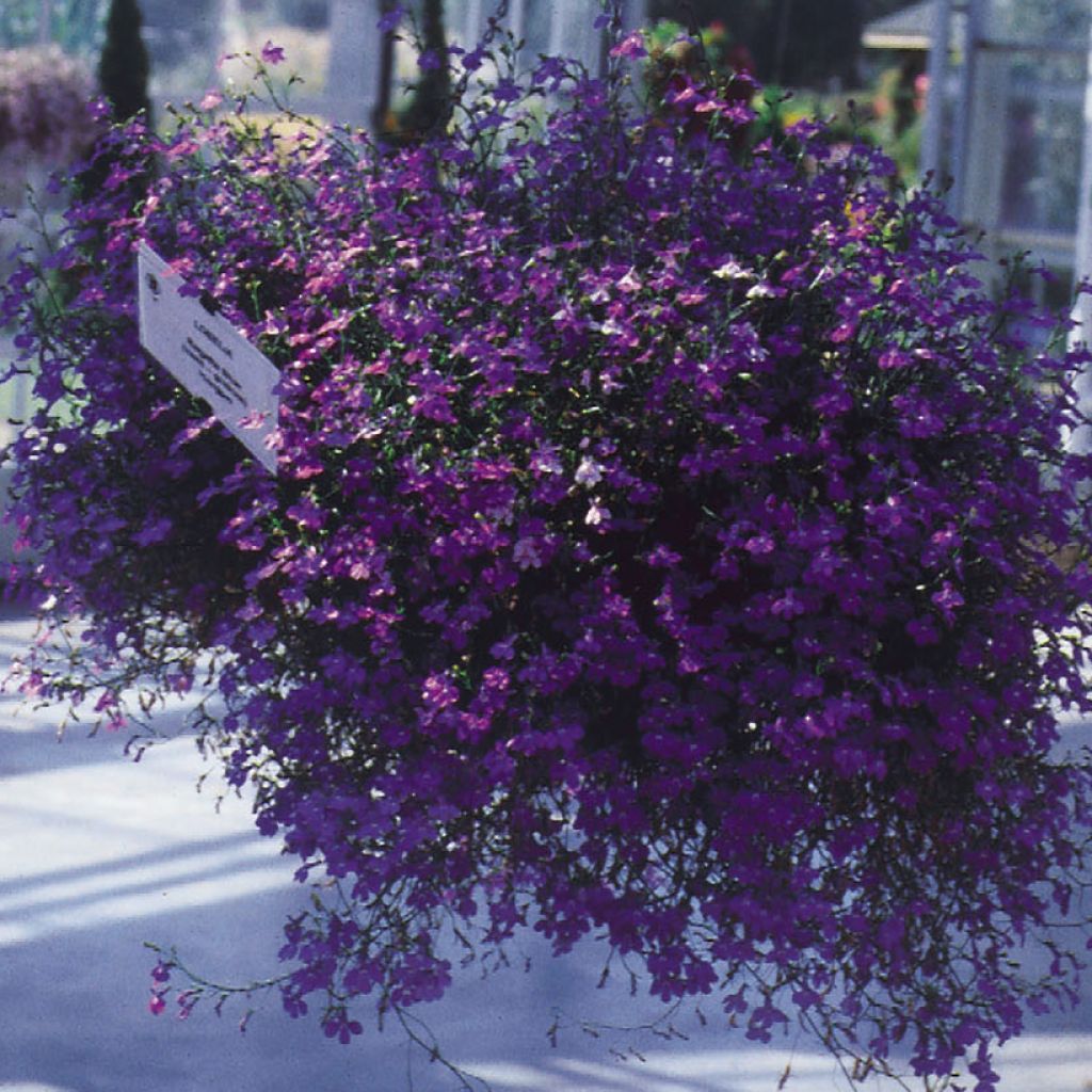 Lobelia erinus Regatta Deep Blue