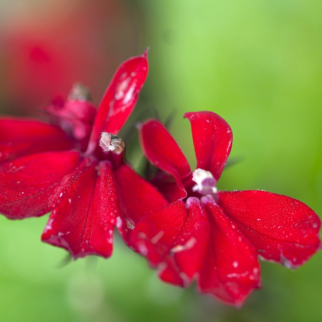 Lobelia Queen Victoria