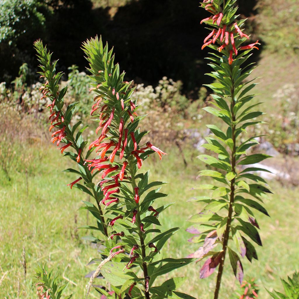 Lobelia laxiflora