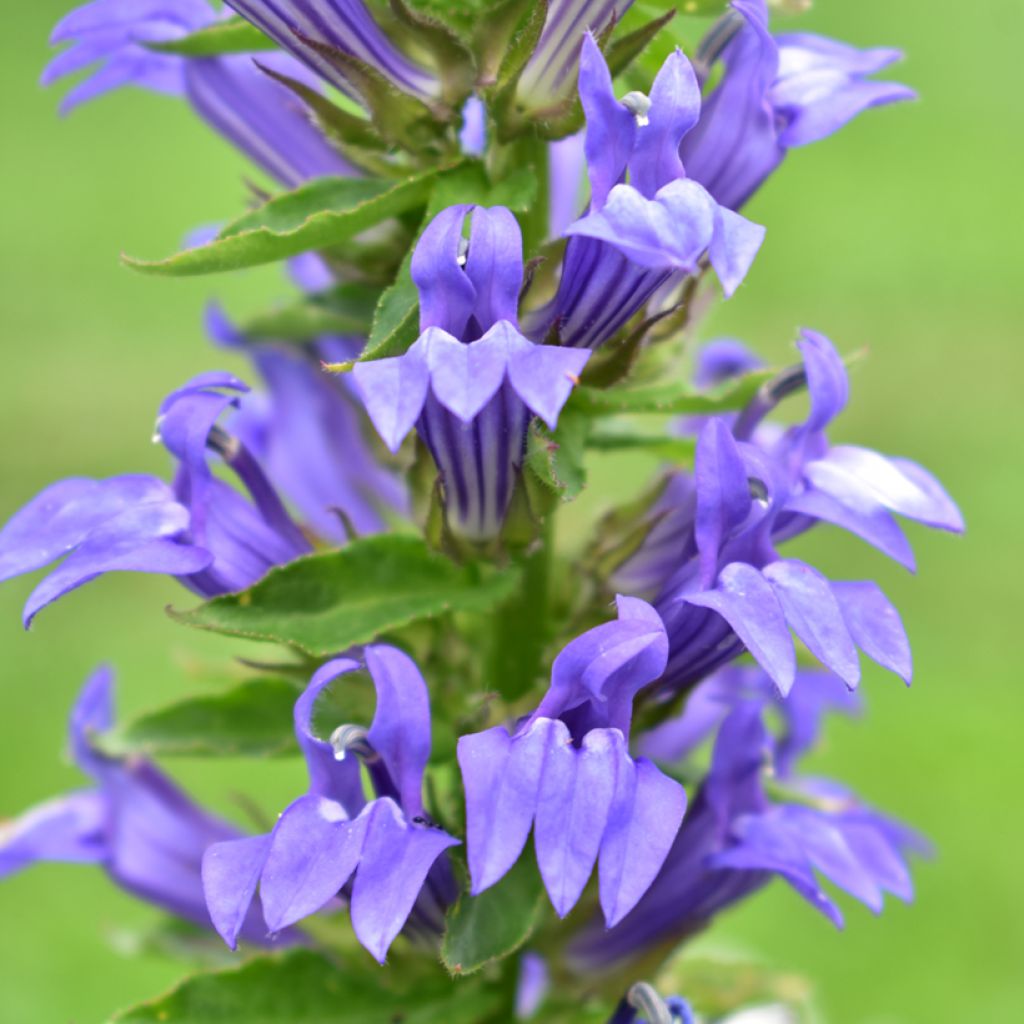 Lobelia siphilitica - Lobélie