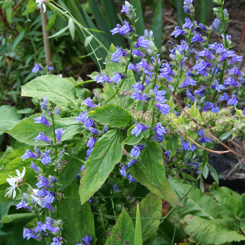 Lobelia siphilitica - Lobélie