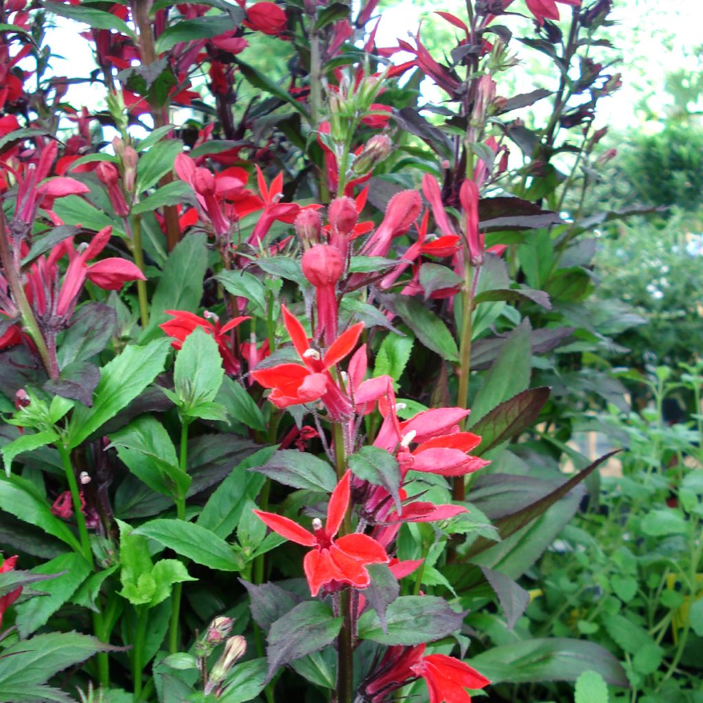 Lobelia speciosa Fan Scharlach