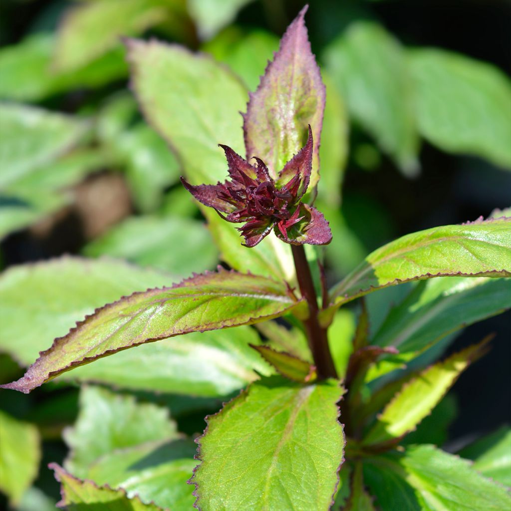 Lobelia speciosa Fan Scharlach