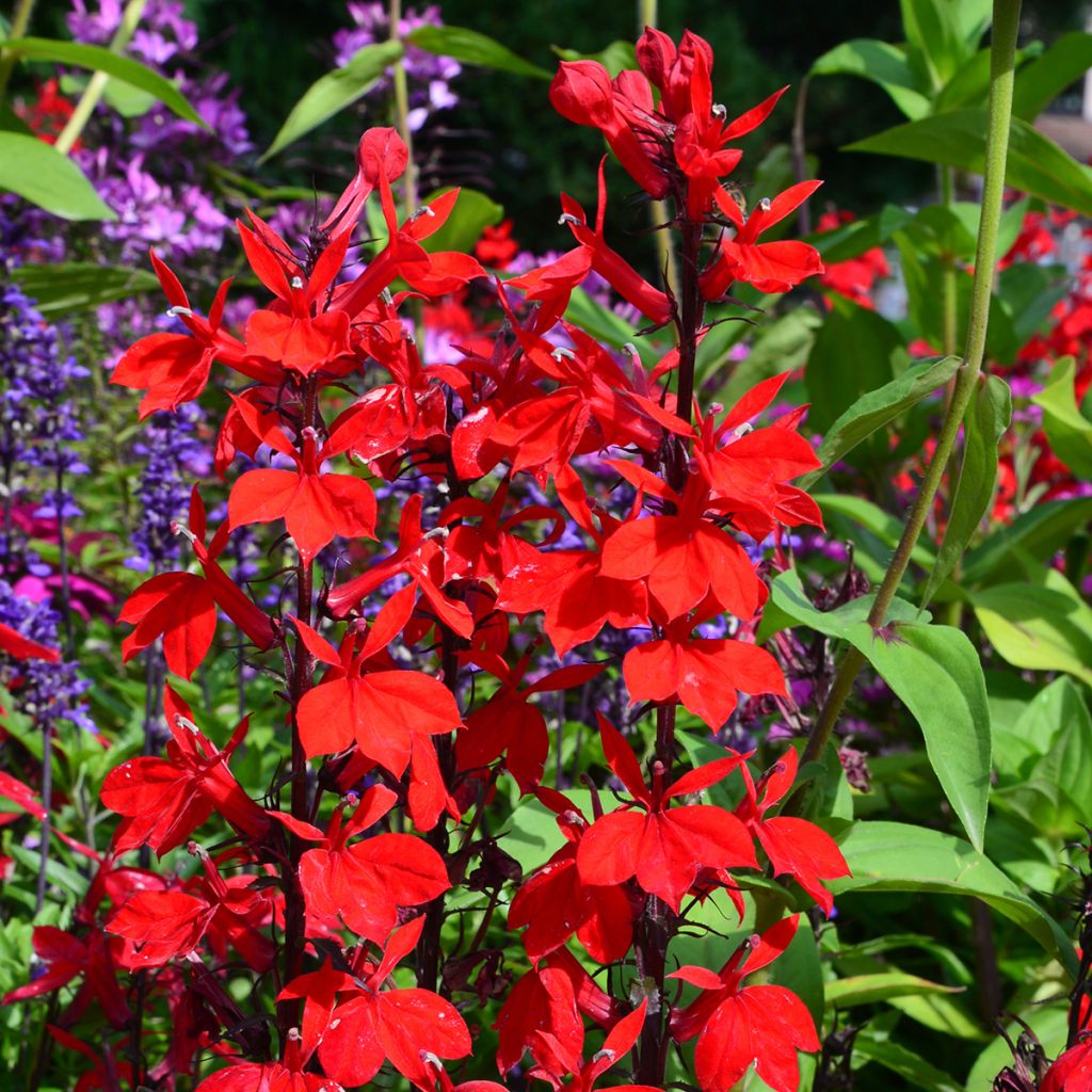 Lobelia speciosa Fan burgundy