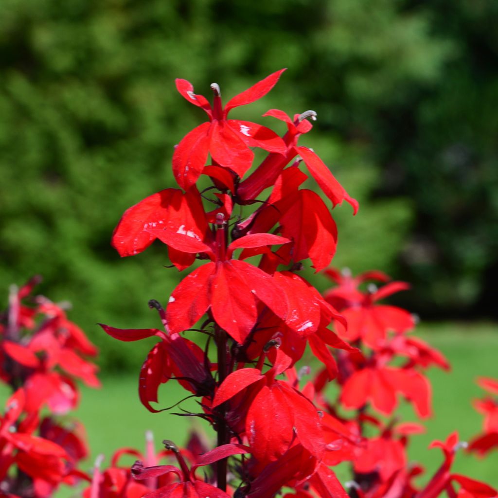 Lobelia speciosa Fan burgundy