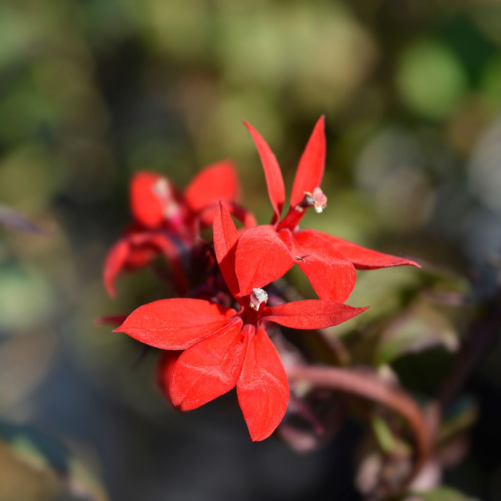 Lobelia speciosa Starship Scarlet