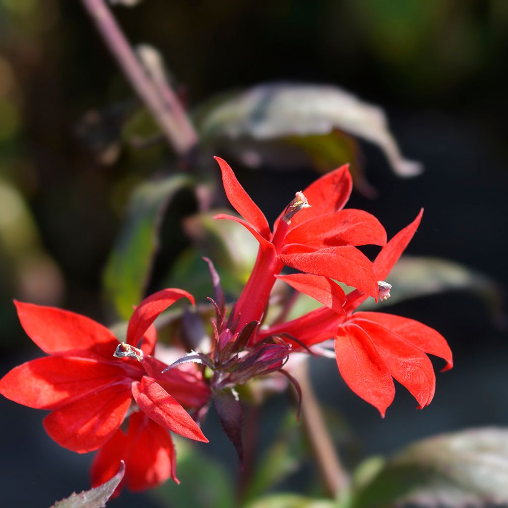 Lobelia speciosa Starship Scarlet