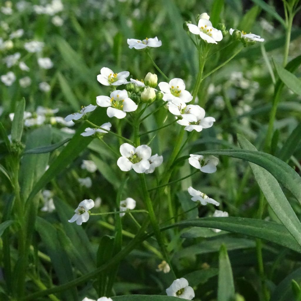 Lobularia Snow Princess - Alysse odorant