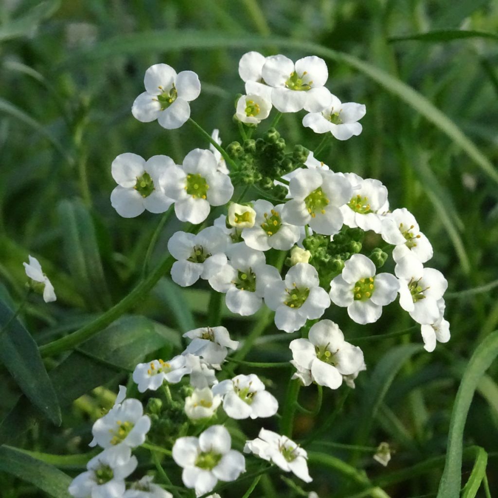 Lobularia Snow Princess - Alysse odorant