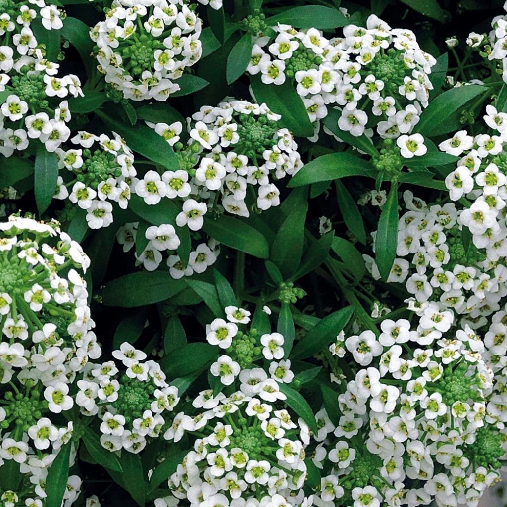 Alysse Snow Crystals - Lobularia maritima en mini-mottes