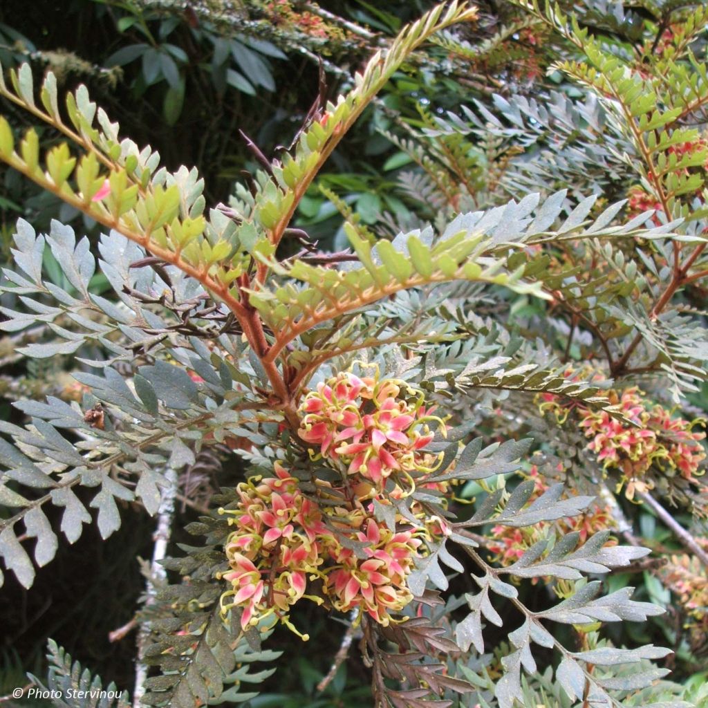 Lomatia ferruginea - Lomatie ferrugineuse