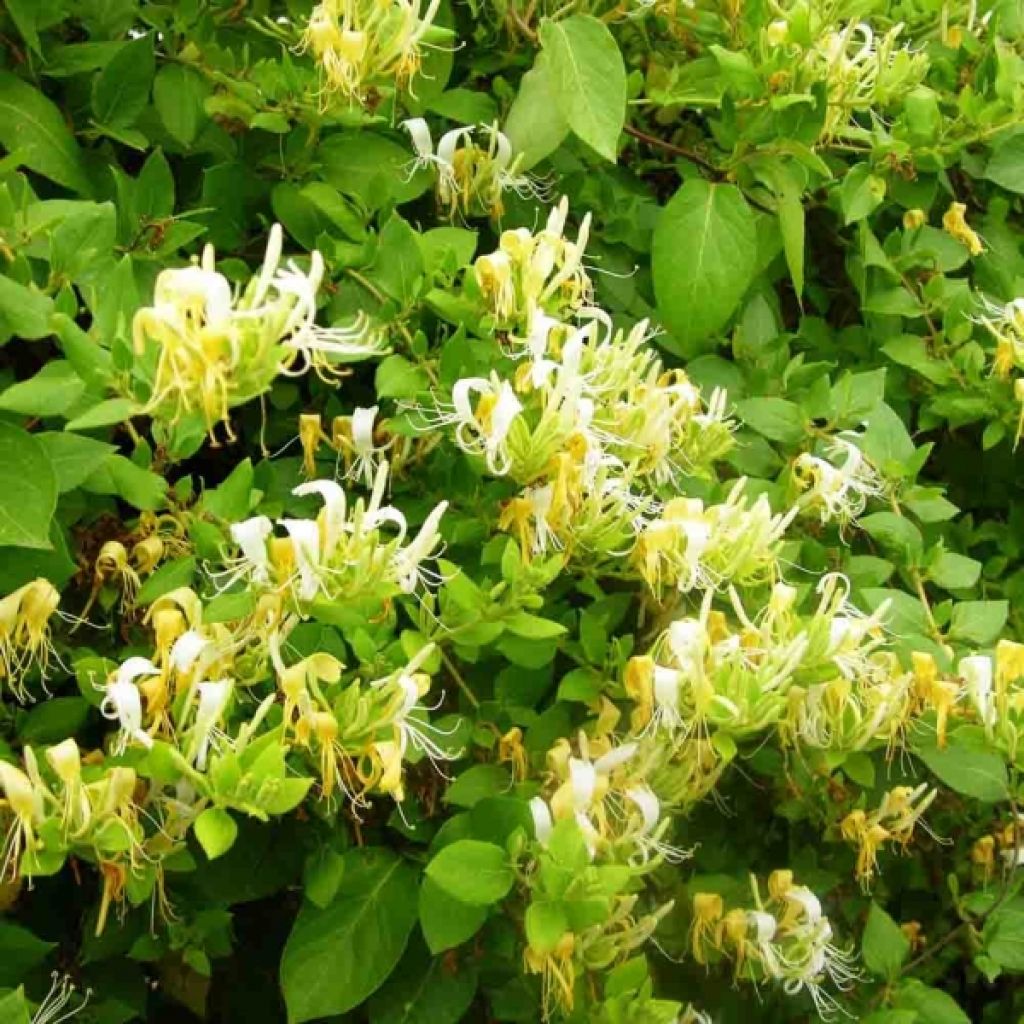 Madreselva de jardín - Lonicera japonica Hall's Prolific