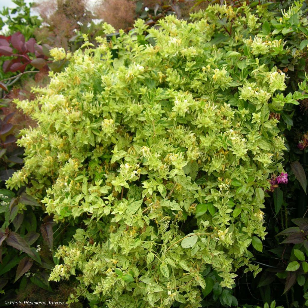 Chèvrefeuille - Lonicera Japonica Mint Crisp