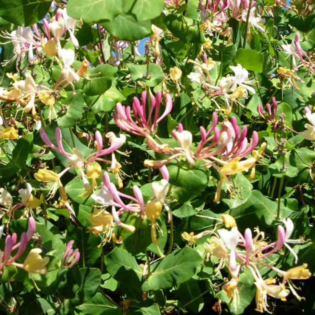 Madreselva de los bosques - Lonicera periclymenum Serotina