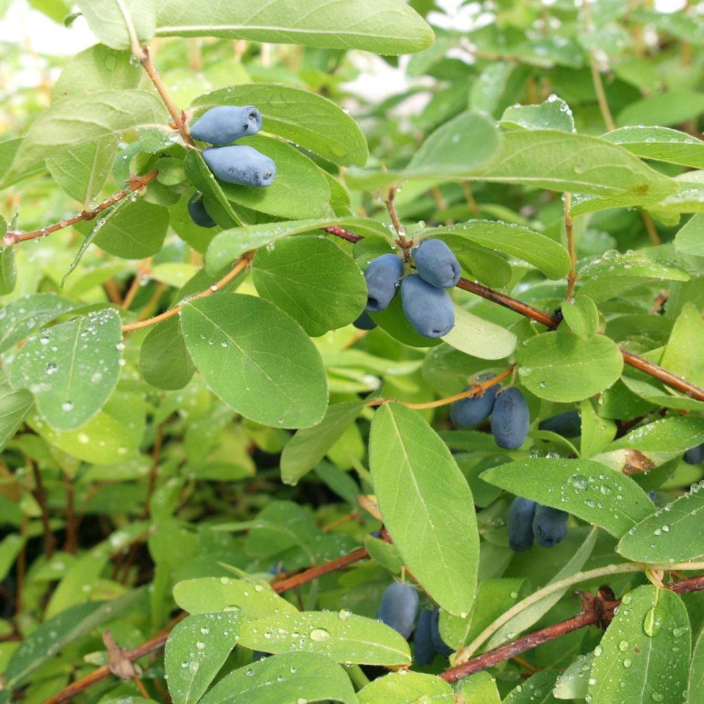 Lonicera caerulea ssp. kamtchatica - Baie de mai