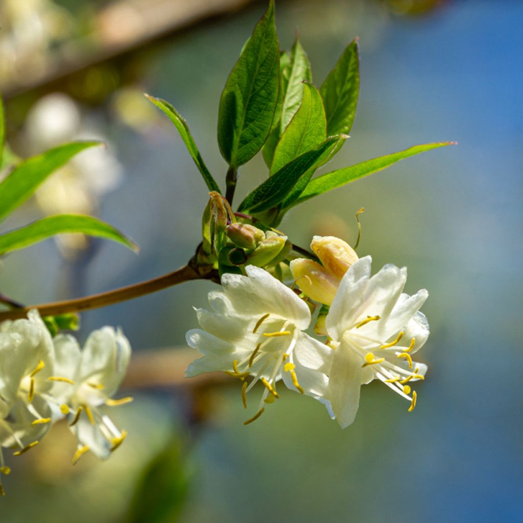 Lonicera fragrantissima - Madreselva de invierno