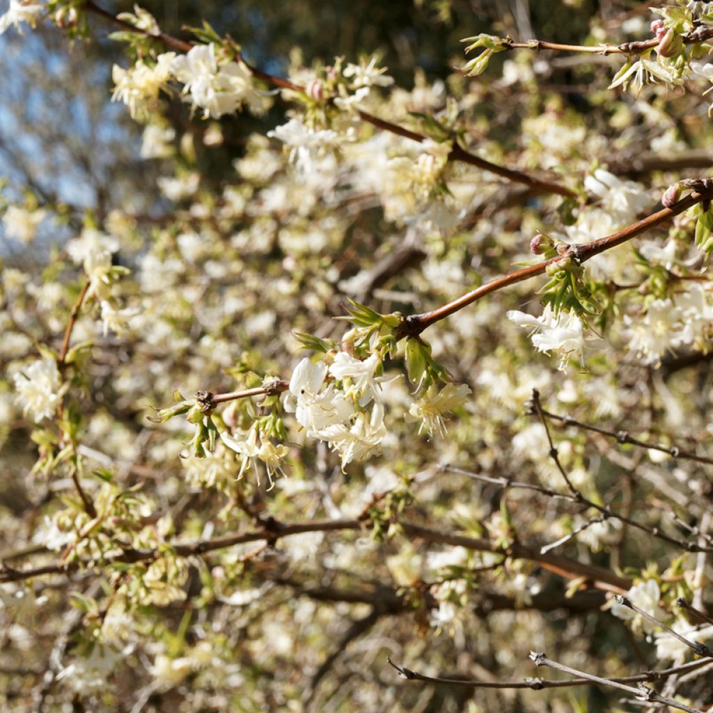 Lonicera fragrantissima - Madreselva de invierno