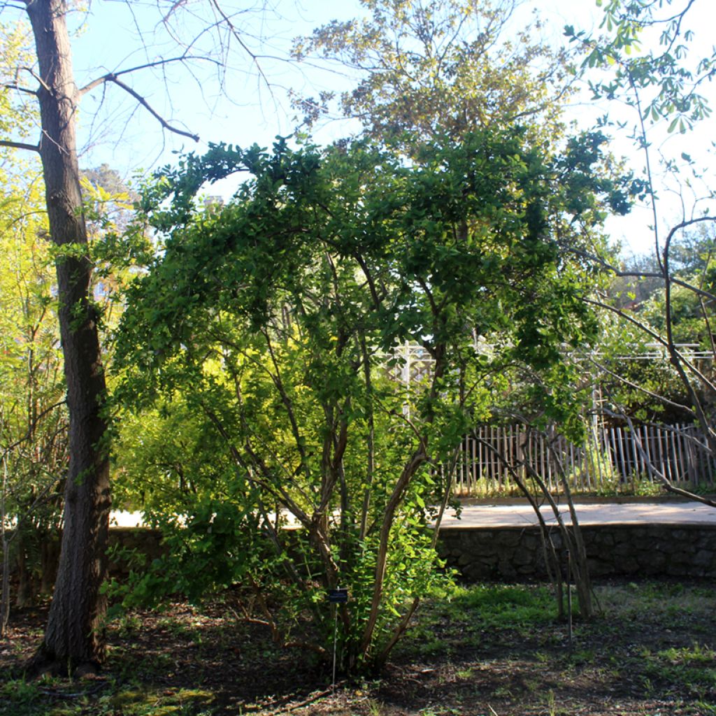 Lonicera fragrantissima - Madreselva de invierno