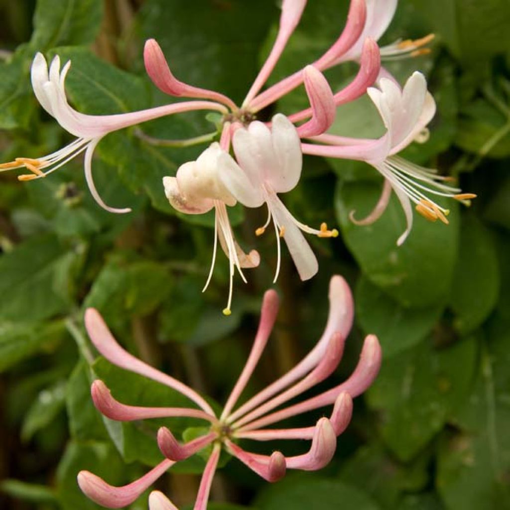 Lonicera heckrottii Gold Flame - Madreselva