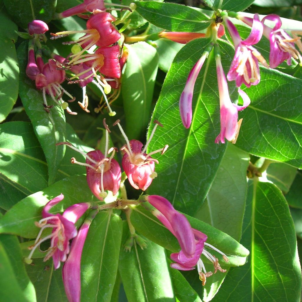 Lonicera henryi - Madreselva