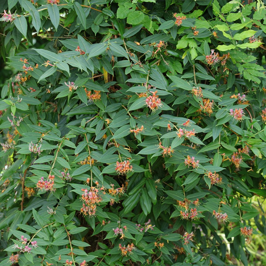 Chèvrefeuille de Henry - Lonicera henryi