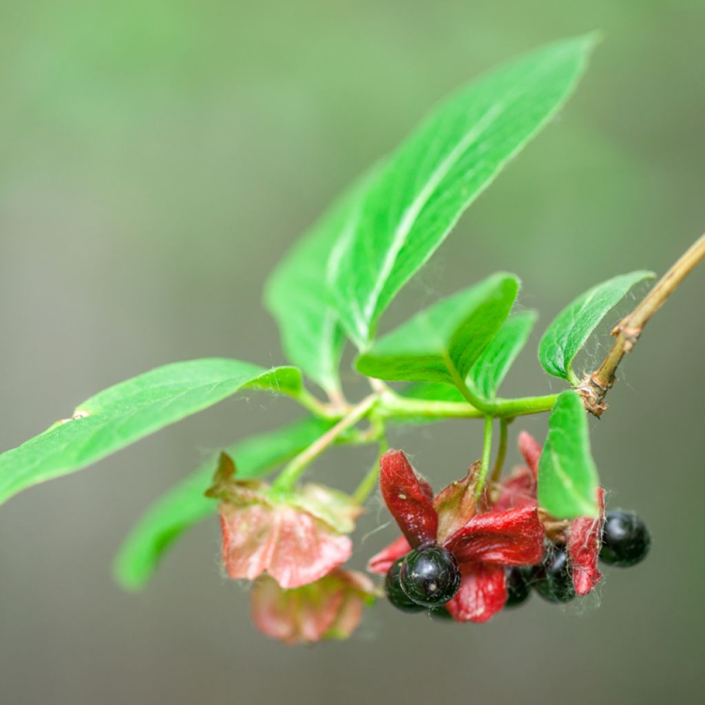 Lonicera involucrata var. ledebourii - Madreselva