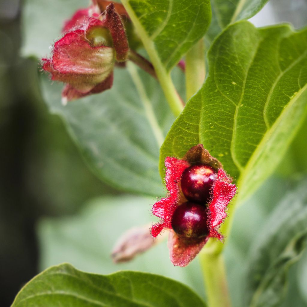 Lonicera involucrata var. ledebourii - Madreselva