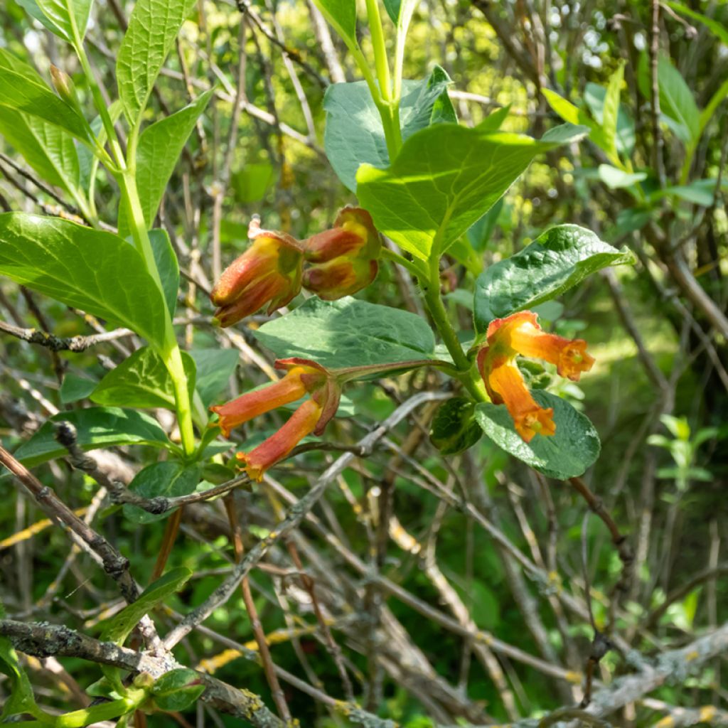 Lonicera involucrata var. ledebourii - Madreselva