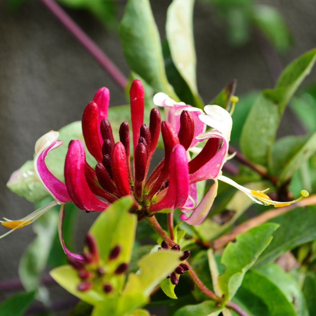 Madreselva de jardín - Lonicera japonica Aureoreticulata