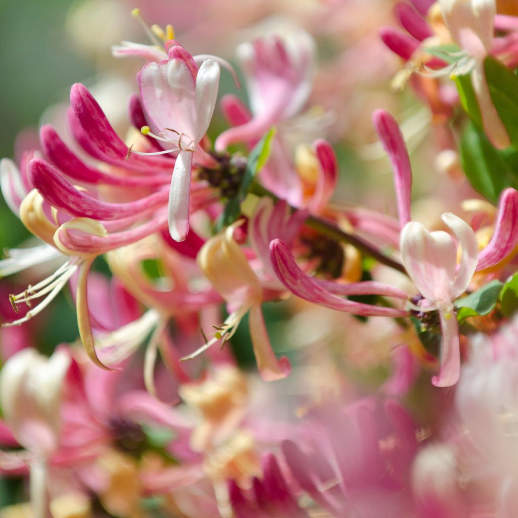 Madreselva de jardín - Lonicera japonica Aureoreticulata