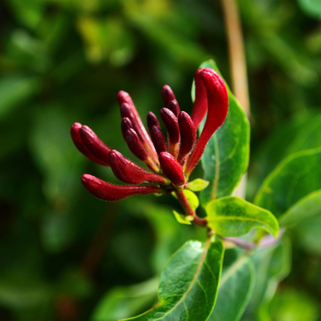 Madreselva de jardín - Lonicera japonica Aureoreticulata