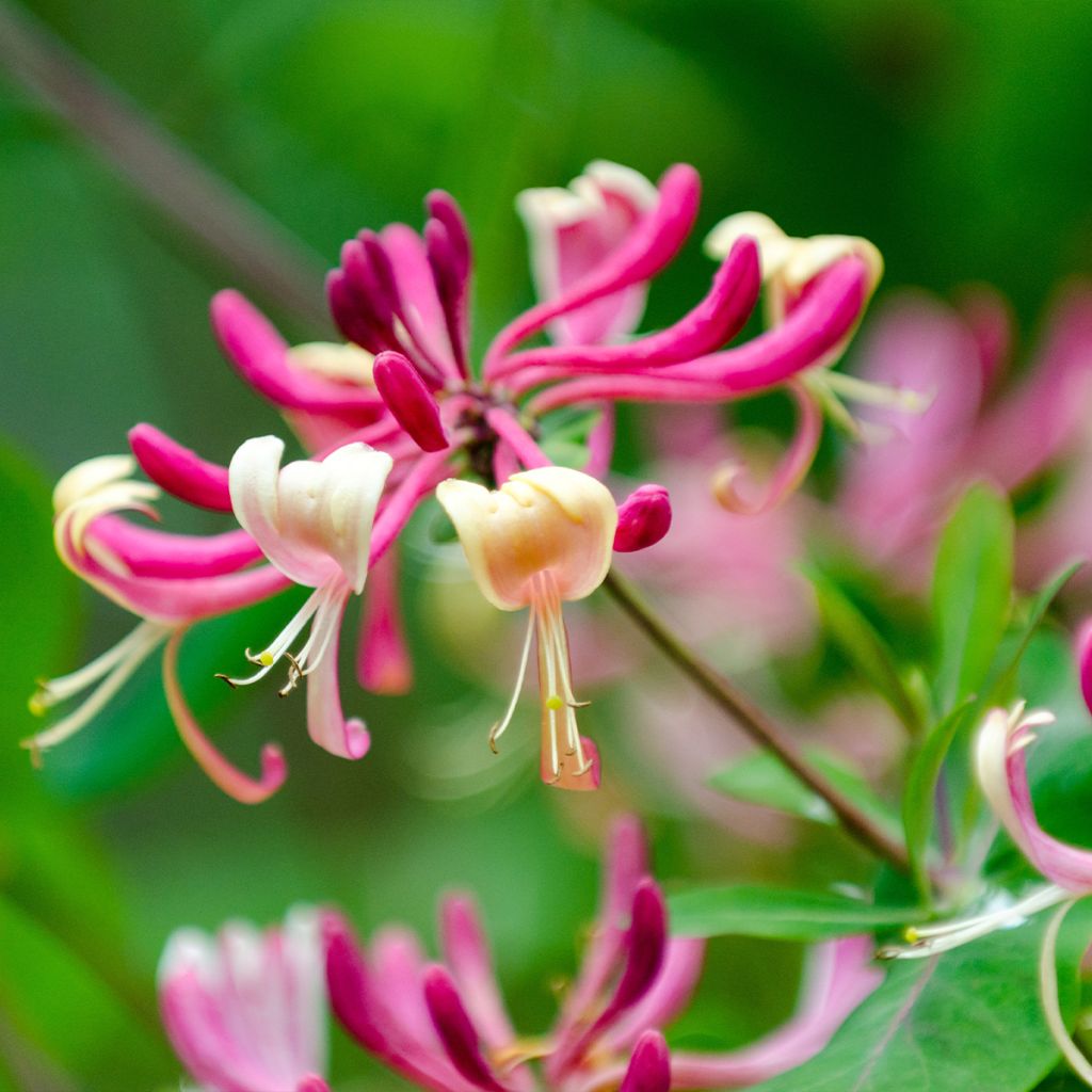 Madreselva de jardín - Lonicera japonica Aureoreticulata