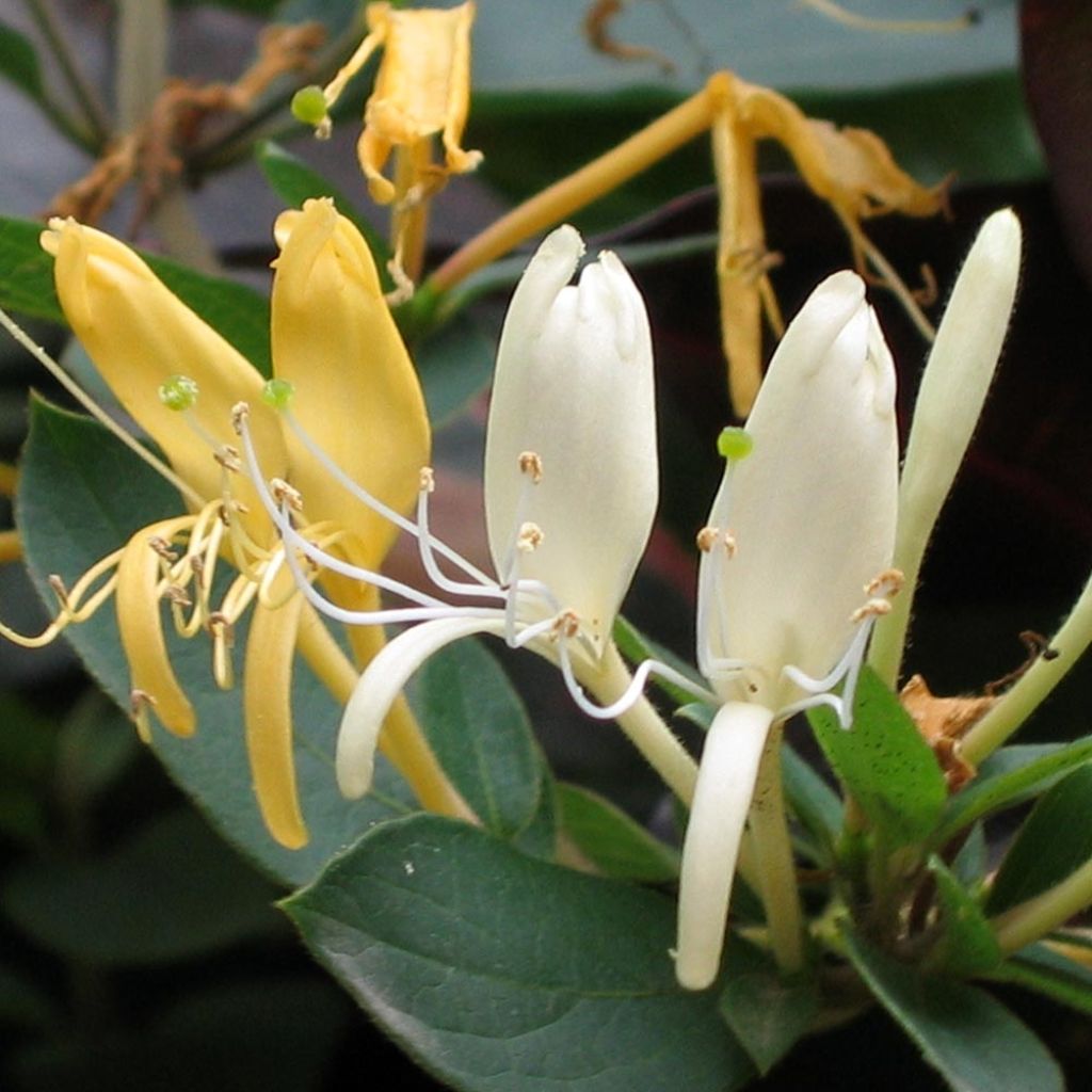 Chèvrefeuille du Japon Sweet Isabel - Lonicera japonica