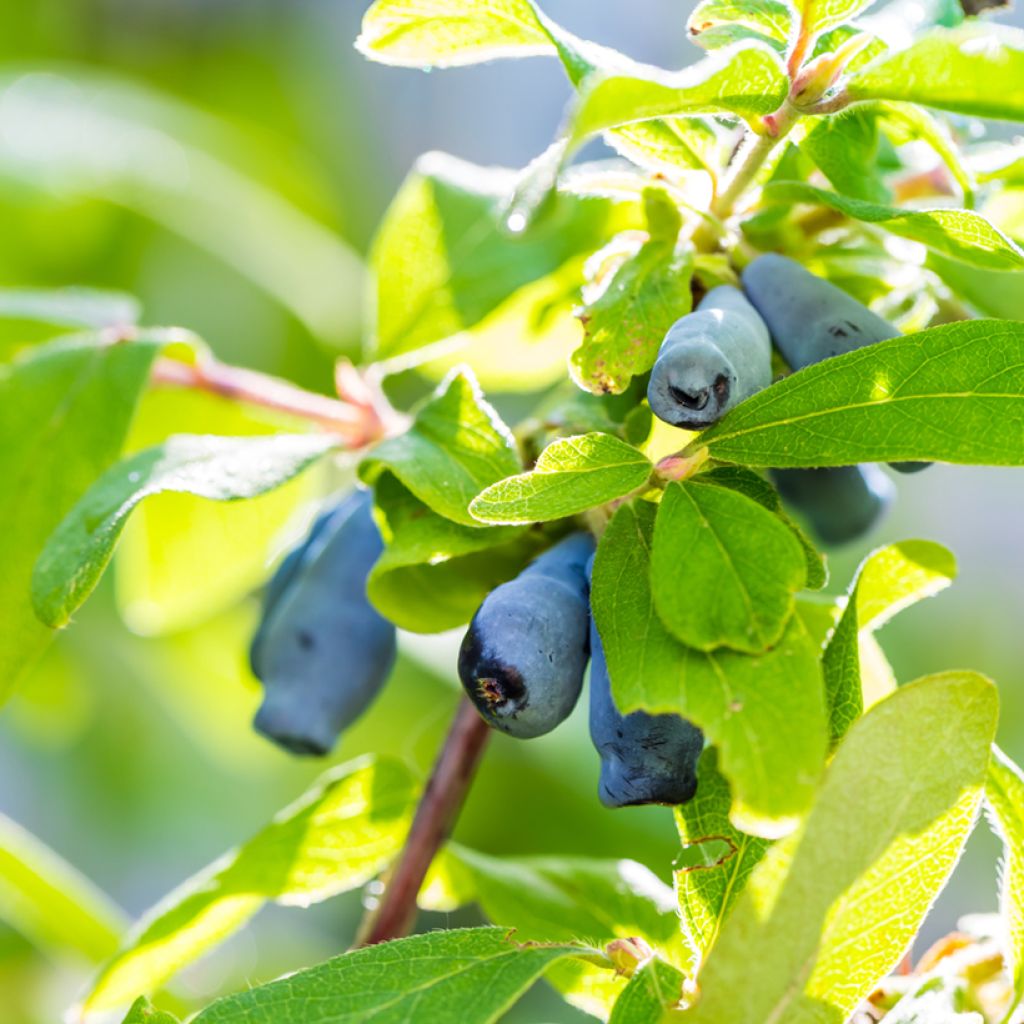 Lonicera caerulea var. kamtschatica Amphora - Baie de mai