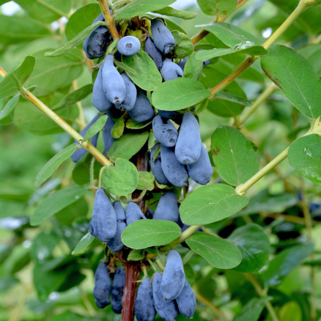 Lonicera caerulea var. kamtschatica Siniczka - Baie de mai